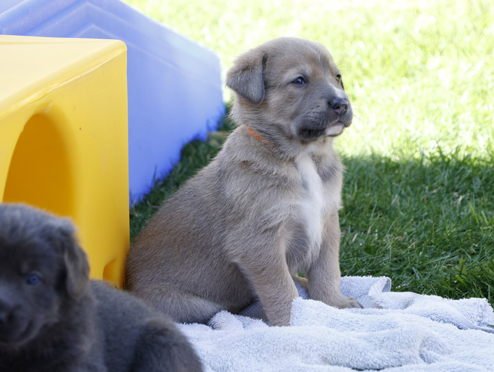 chinook dog